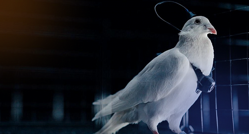 Нейротехнологии: почему это новый интернет